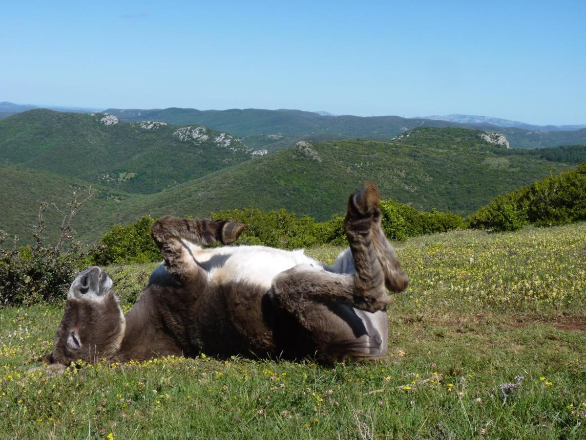 Gites A La Ferme - Hautes-Corbieres Termes Exteriör bild