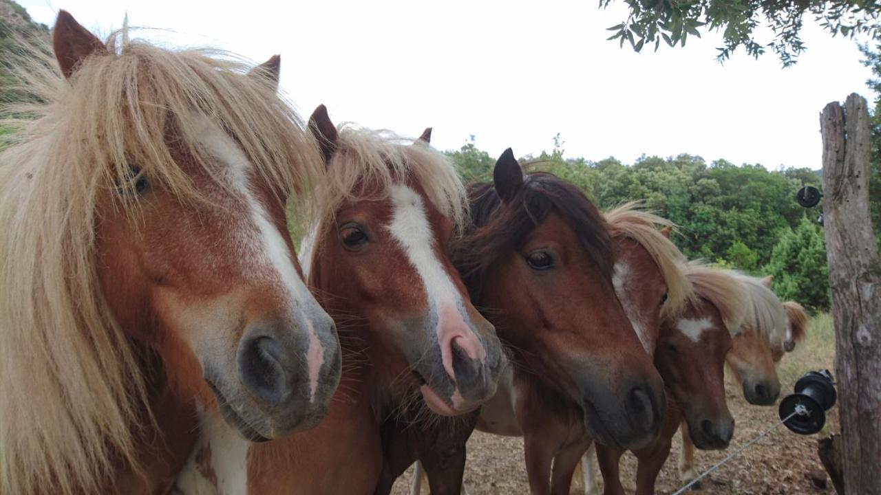 Gites A La Ferme - Hautes-Corbieres Termes Exteriör bild